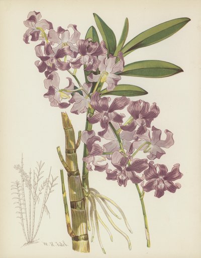 Dendrobium Superbiens af English School